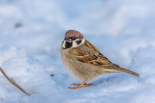 крупный план евразийского древесного воробья (passer montanus) на снегу, зимой - tree sparrow стоковые фото и изображения