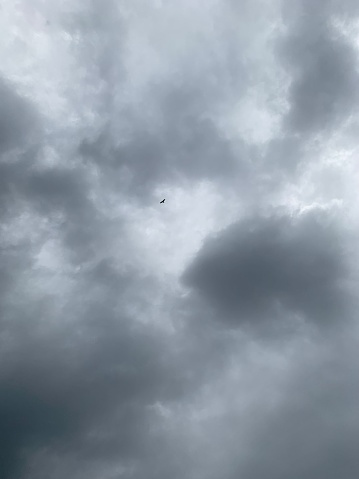A bird gliding in a rain cloud.