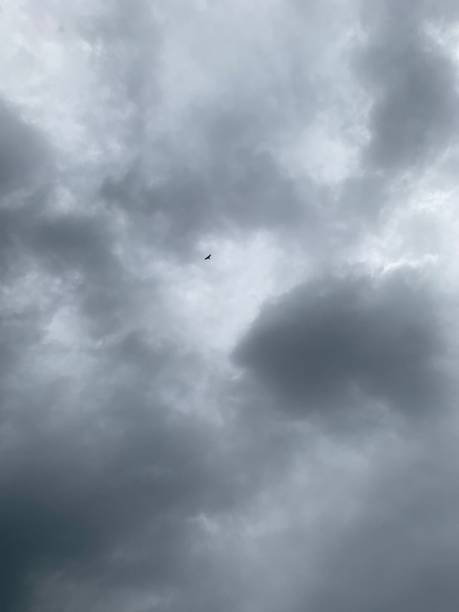 A bird in a cloudy sky. stock photo