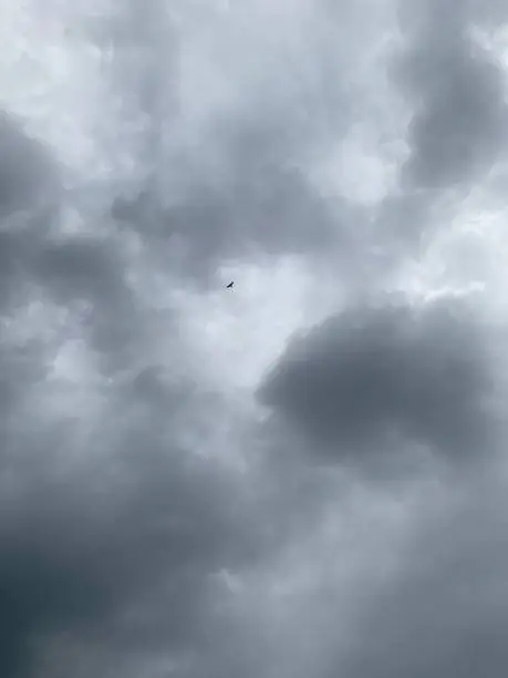 Photo of A bird in a cloudy sky.