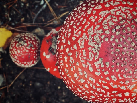 Close up of a red mushrooms