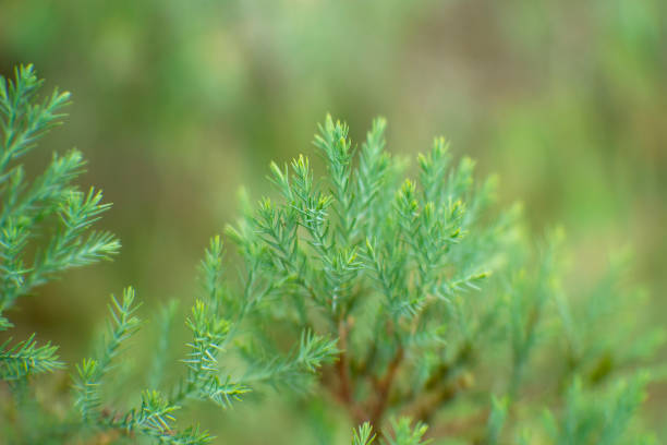 istock young green fir Christmas trees, 1432157070