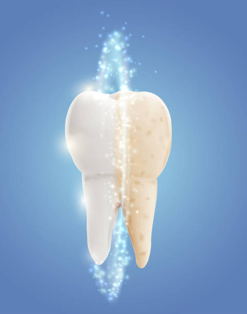 ilustrações de stock, clip art, desenhos animados e ícones de vector molar tooth. beauty and health. tooth cleaning and personal care - equal opportunity flash