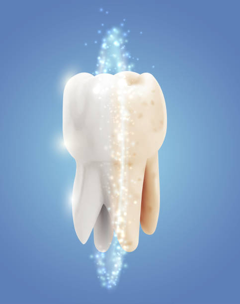 ilustrações de stock, clip art, desenhos animados e ícones de vector molar tooth. beauty and health. tooth cleaning and personal care - equal opportunity flash