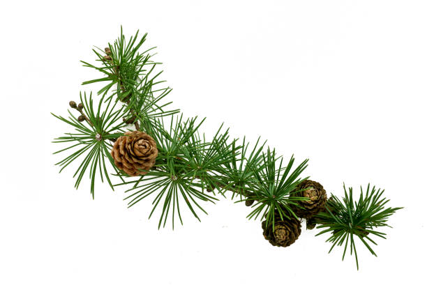 ornamento isolato di ramo di pino verde su uno sfondo bianco - larch tree foto e immagini stock