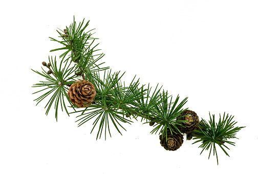 Isolated ornament of green pine branch  on a white background