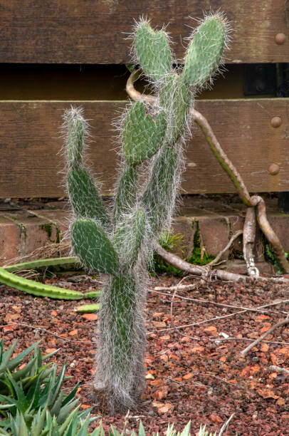 istock Opuntia leucotricha a tree-like cactus, native to mountain areas in mexico 1432157463