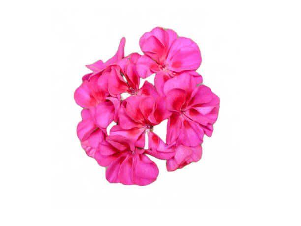 istock Horseshoe geranium flower isolated on white. Pelargonium zonale 1432157558