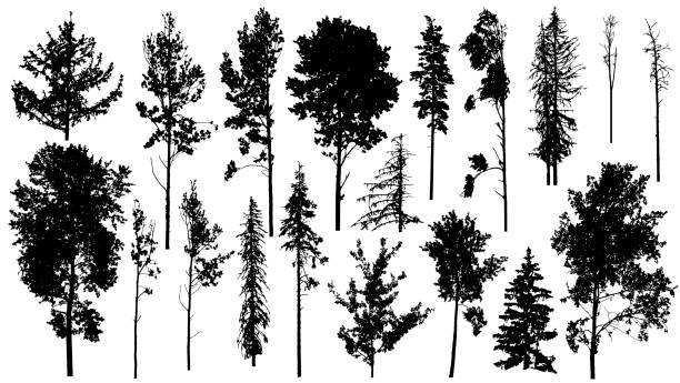 drzewa leśne iglaste i liściaste, nagie drzewa. zestaw sylwetek. ilustracja wektorowa - poplar tree leaf green tree stock illustrations