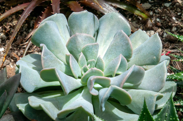 istock Grey-blue echeveria succulent plant in sunshine 1432158898