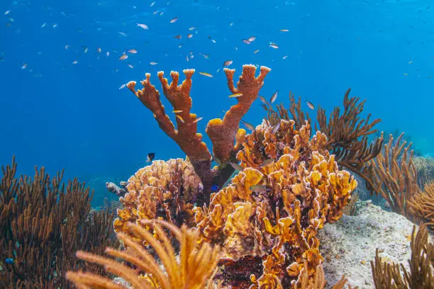 Photo of Caribbean coral garden