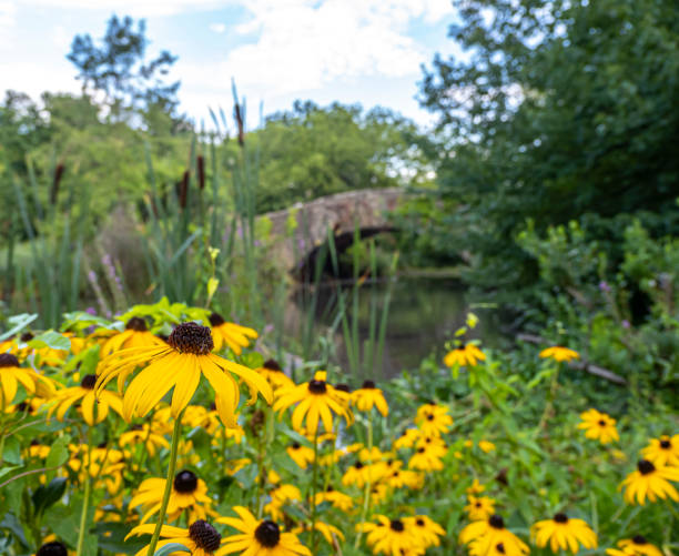 istock Gapstow Bridge in Central Park 1432159716