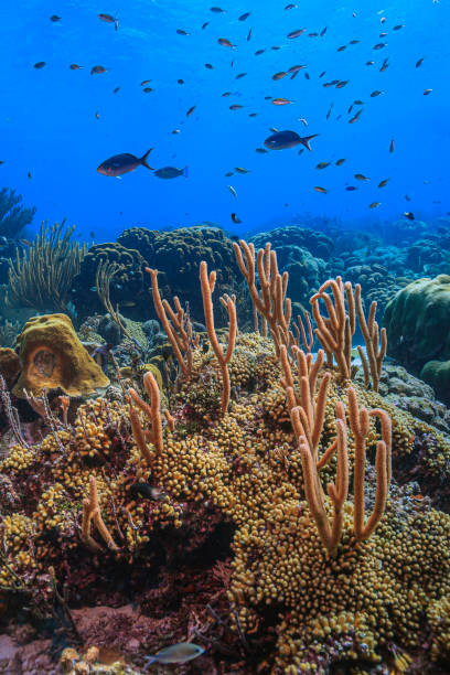 istock Caribbean coral garden 1432159730