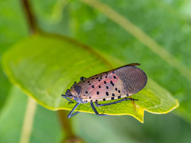 istock spotted lanternfly ,Lycorma delicatula 1432159760