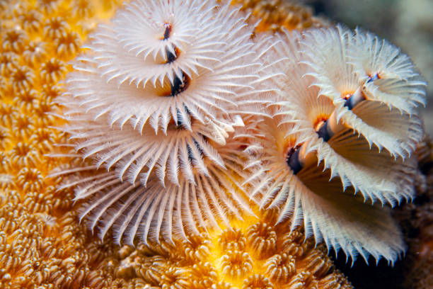 istock Spirobranchus giganteus, Christmas tree worms 1432159798
