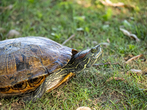 istock painted turtle,Chrysemys picta i 1432159844