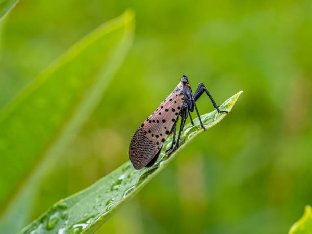 spotted lanternfly ,Lycorma delicatula stock photo