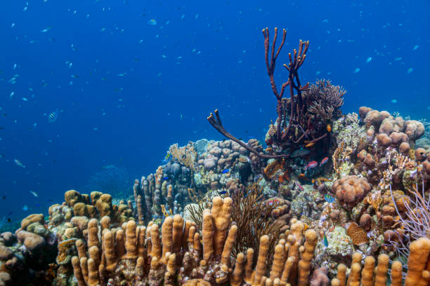 istock Caribbean coral garden,Bonaire 1432159940