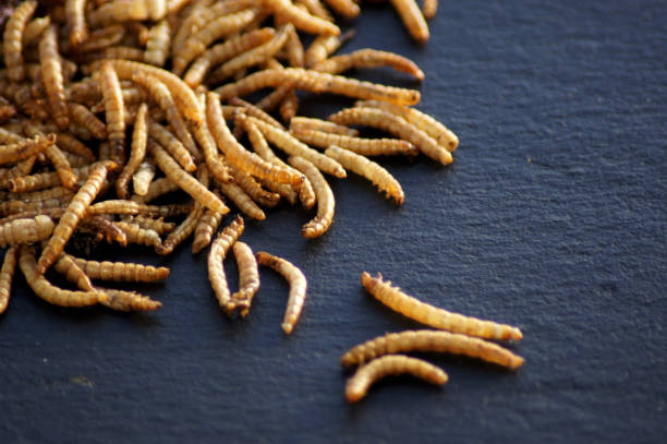 istock Mealworms exposed on black background 1432160385