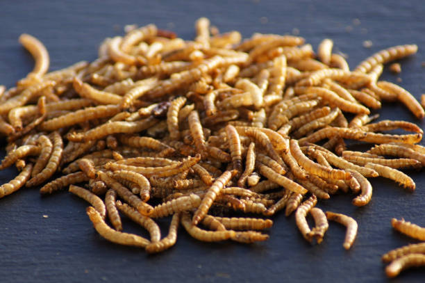 istock Mealworms exposed on black background 1432160392