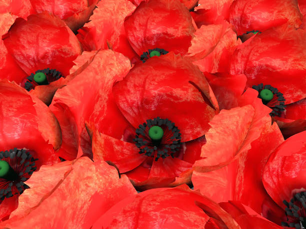 istock lots of red poppies 1432161323