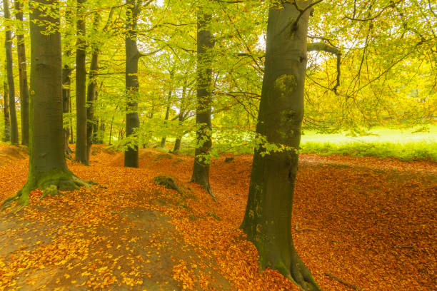 Autumn day in a beech tree forest with brown leafs on the hills in the Veluwezoom nature reserve in Gelderland, Netherlands.