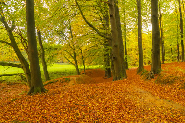 Autumn day in a beech tree forest with brown leafs on the hills in the Veluwezoom nature reserve in Gelderland, Netherlands.