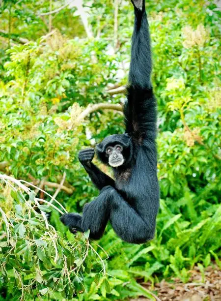 A siamang monkey hanging with one arm from a tree