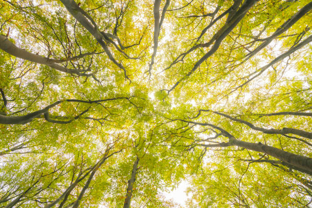 Upwards view in a beech tree forest with brown leafs on the hills in the Veluwezoom nature reserve in Gelderland, Netherlands.