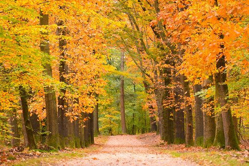 Path through a Beech tree forest with golden and yellow leaves during fall. The path is vanishing into the distance at the Loenermark nature reserve at the Veluwe in Gelderland, Netherlands.