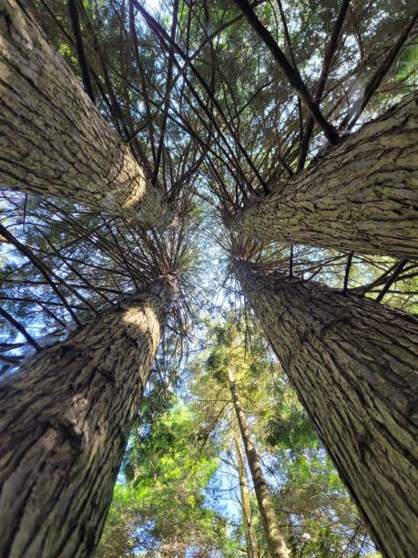 istock Vertical low angle shot of high trees in a forest during summer 1432162375