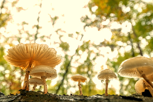 Autumn day in a beech tree forest with Porcelain fungus on a tree in the Veluwezoom nature reserve in Gelderland, Netherlands.