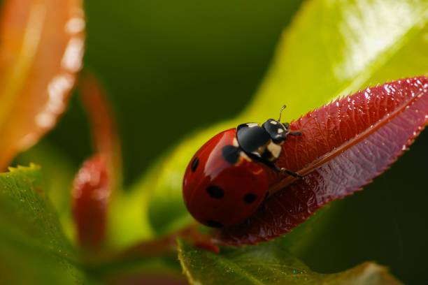 istock Closeup of a beautiful ladybug crawling on a red leaf in a garden 1432165354