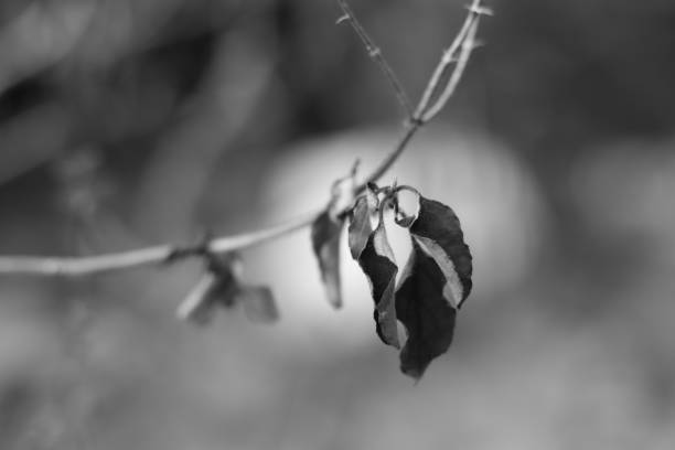 istock Natural Plants and Green Foliage 1432165736