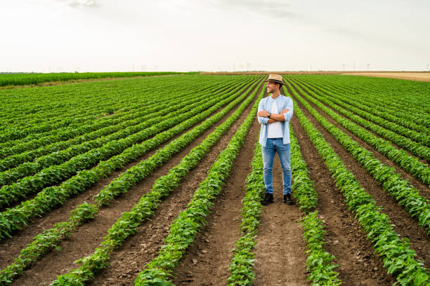 istock Farmer  standing in his growing  soybean field 1432168512
