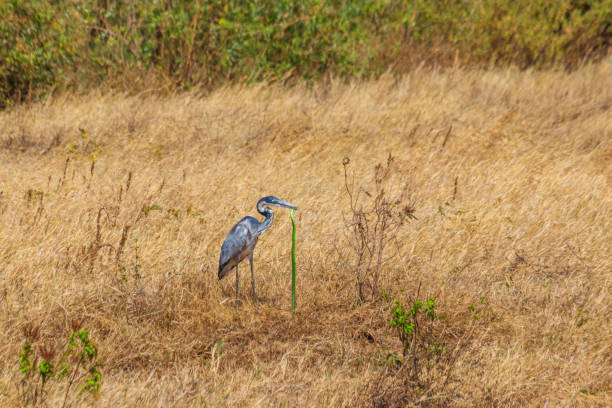 héron à tête noire (ardea melanocephala) mangeant le mamba vert de l’est (dendroaspis angusticeps) serpent dans l’herbe sèche dans le parc national du cratère du ngorongoro, tanzanie - angusticeps photos et images de collection