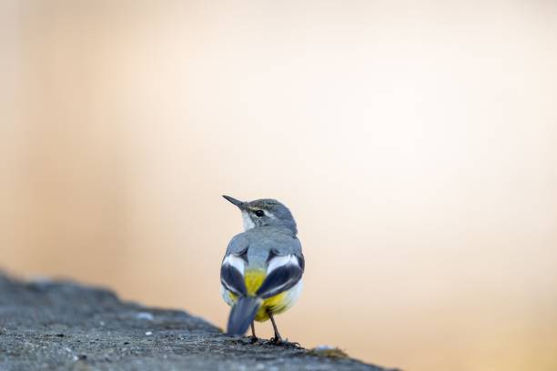 istock Beautiful shot of a grey wagtail 1432172400