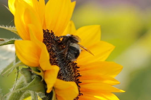 A bee pollinating on a sunflower in the garden