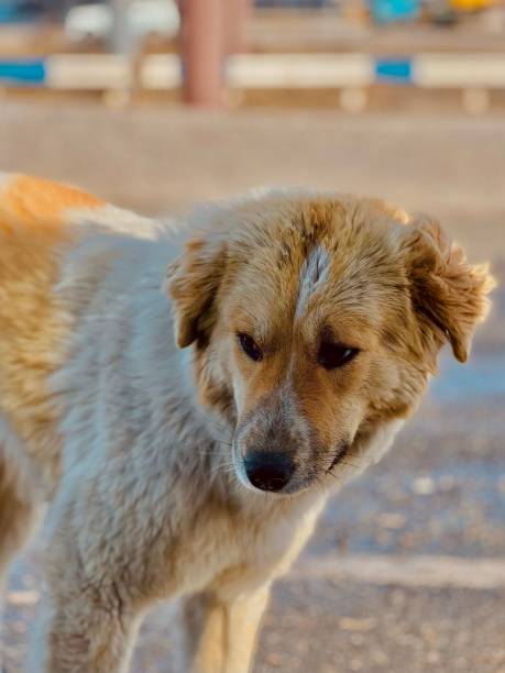 istock White-brown sad dog walking in the ground 1432173461