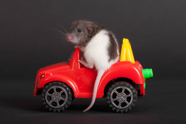 Toy rat ready for halloween