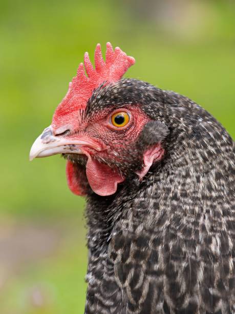 istock Vertical profile portrait of a Marans chicken before the green background 1432176062