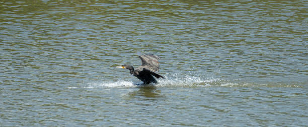 istock Cormorant landing on water 1432176149