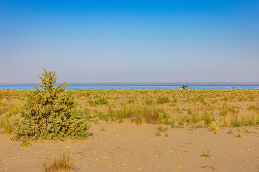 Scenic view of grass and plant growing on sandy beach against clear blue sky during sunny day