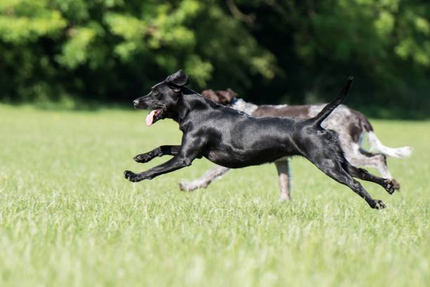 istock Black Labrador and a German Wirehaired Pointer running  together on a green field in sunny weather 1432177289