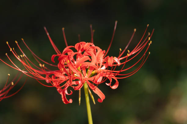 Red cluster amaryllis Red cluster amaryllis red spider lily stock pictures, royalty-free photos & images