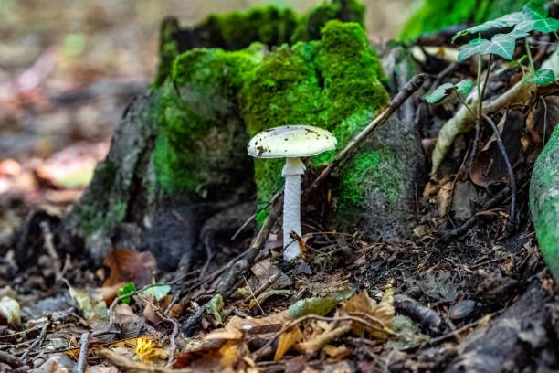 Closeup of Amanita phalloides, commonly known as the death cap. A closeup of Amanita phalloides, commonly known as the death cap. amanita phalloides stock pictures, royalty-free photos & images