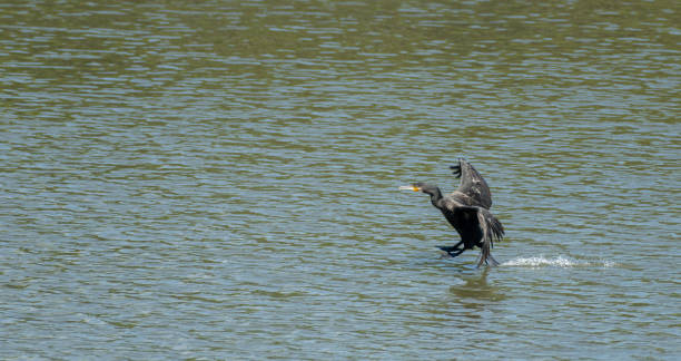 istock Cormorant landing on water 1432178872