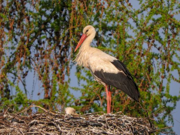 istock Closeup of a white stork nesting in Poland 1432178914
