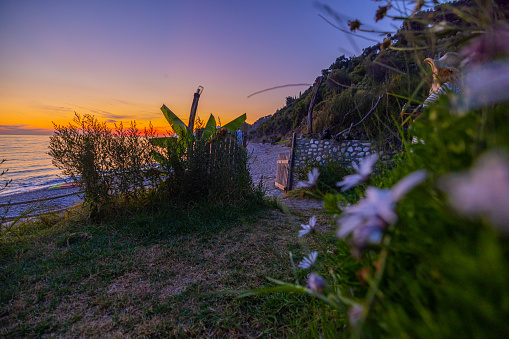 Flowering plants growing around fence at beach against sky during sunset