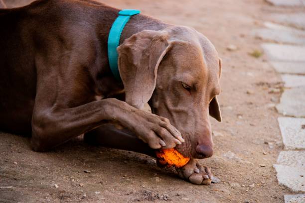 close-up tiro de um cão weimaraner vestindo um colarinho verde e comendo comida ao ar livre - weimaraner dog animal domestic animals - fotografias e filmes do acervo